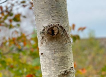 C5DK News article no 3