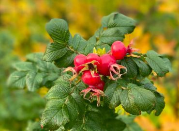 C5DK News article no 2