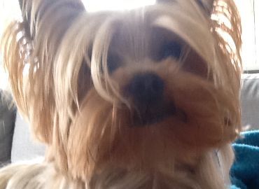 C5DK Tester Bloggen 2