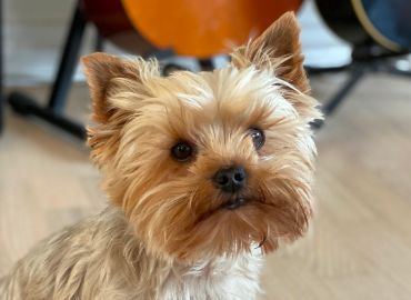 C5DK is writing a news article